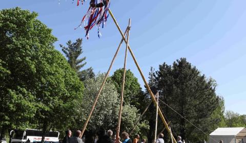 Stavění veselského Máje 2024