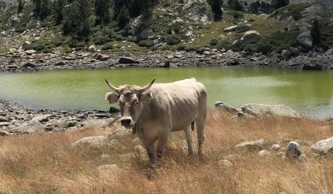 PYRENEJE - dotek bláznovství GR11